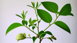 La chlorose ferrique est un phénomène qui inquiète de nombreux jardiniers, amateurs comme professionnels. Non seulement elle affecte l’esthétique des plantes, mais elle en compromet également la santé et la croissance. En 2025, alors que l’écologie prend une place prépondérante […]