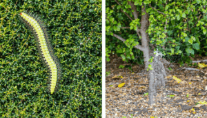 Les buis, symboles intemporels des jardins français, font face à une menace grandissante : la pyrale du buis. Originaire d’Asie, ce petit papillon dont les chenilles voraces dévorent le feuillage a causé d’importants dégâts dans de nombreuses régions. Pourtant, malgré […]