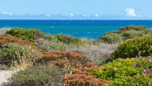Le Jardin Marin offre une expérience unique où la Nature Saline, les vents puissants et l’air iodé façonnent un véritable Écosystème Marine. Pourtant, pour concevoir un Jardin du Littoral harmonieux et durable, il est indispensable de sélectionner des Plantes de […]