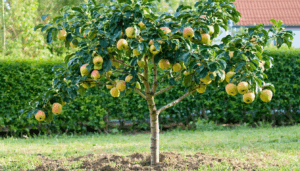 La taille formative d’un jeune arbre fruitier est une étape cruciale dans l’arboriculture, permettant de garantir une charpente solide et durable. Elle prépare l’arbre à supporter le poids des fruits, optimise sa productivité et facilite son entretien futur. Ce travail […]
