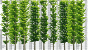 La gestion attentive des arbres d’alignement dans les espaces urbains et périurbains est devenue une nécessité face aux défis environnementaux actuels. Ces arbres jouent un rôle crucial dans la conservation de la biodiversité urbaine, la régulation du climat local, et […]