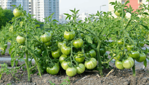 Le mildiou est une menace fréquente et redoutée pour tous les jardiniers, particulièrement en milieu urbain où les conditions sont souvent propices à son développement. Cette maladie fongique peut ruiner une récolte de tomates en l’espace de quelques jours, transformant […]