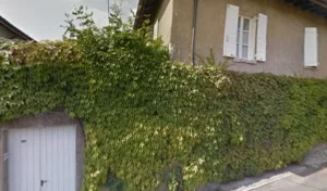 Belleville paysagiste à Limas