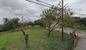 Jardinier Paysagiste à Nice à Drap