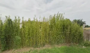 Les JARDINS DE FRED à Le Burgaud