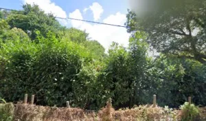 Bourru de la Motte Olivier à Arcangues