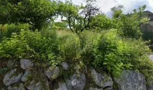 AB Jardin Borthelle Bruno à Alos-Sibas-Abense