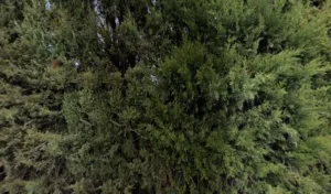Hortigard à Manduel