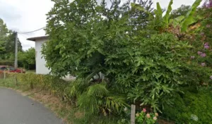 La vie des jardins à Saint-Pierre-d'Irube