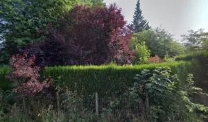 Belle-terra à Saint-Senoux